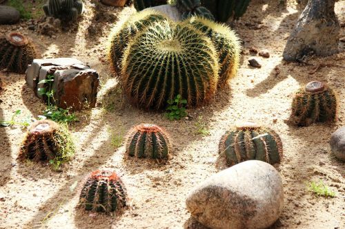 cactus thorn plant