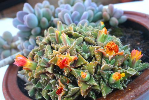 cactus flower plant