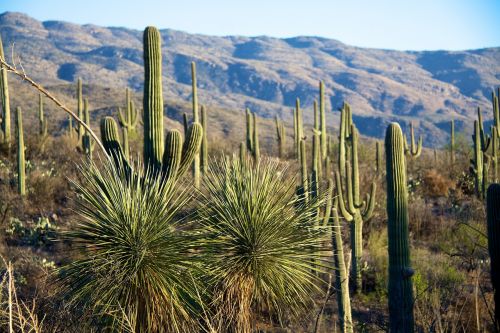 cactus mountains tuscon