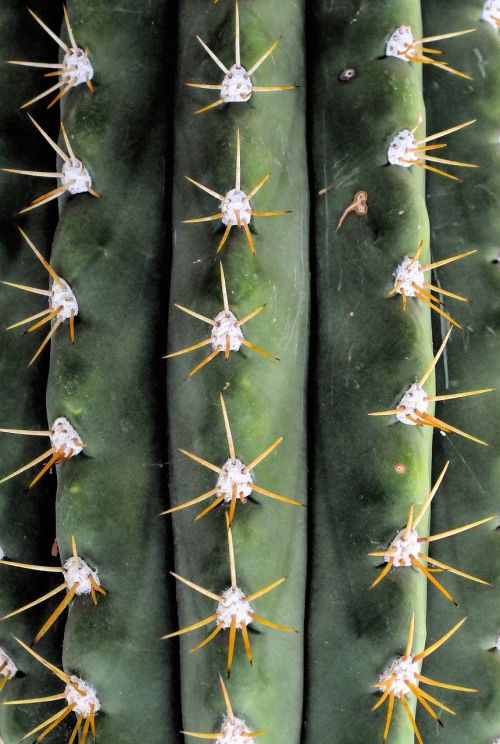 cactus spice thorns