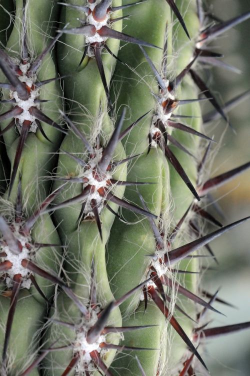 cactus spice thorns