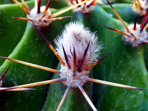 cactus thorn drought