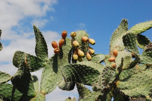 cactus prickly pear wild fruit