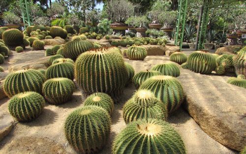 cactus park nature