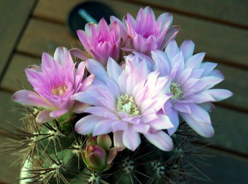 cactus flower plant