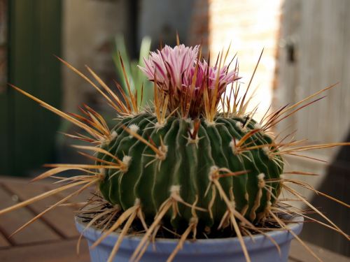 cactus flower plant