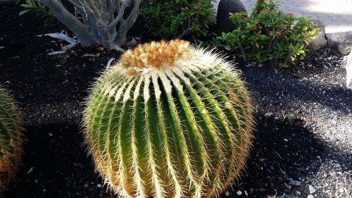 cactus golden ball cactus mother in law chair