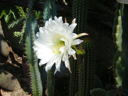 cactus flower white