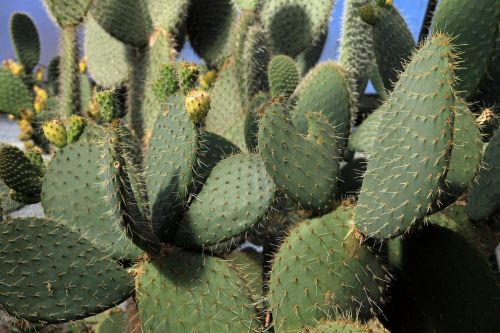 cactus green spur