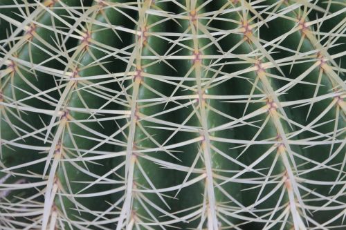 cactus thorns plant