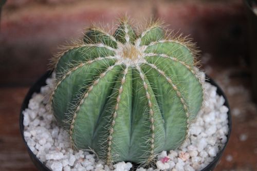 cactus cacti thorn