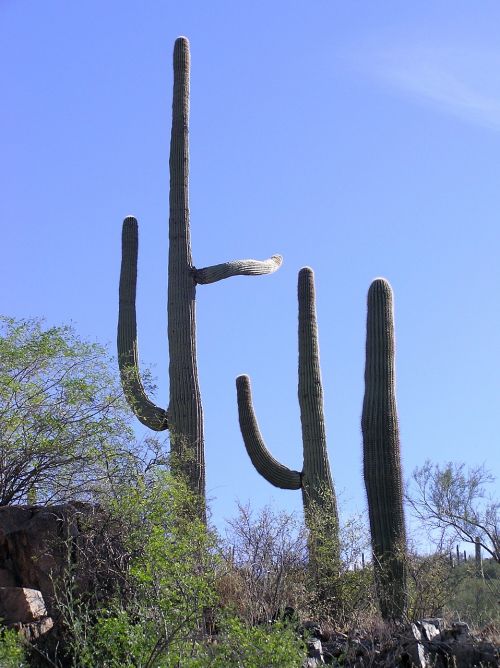 cactus saguaro southwest