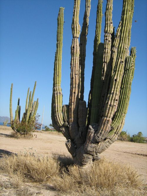 cactus desert plant