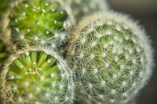 cactus plant macro