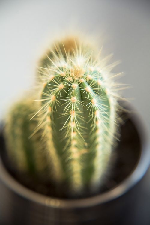 cactus cactae macro