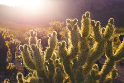 cactus sunny nature