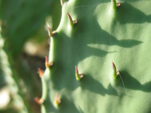 cactus green desert