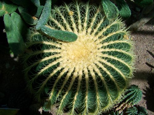 cactus sphere mexican plant