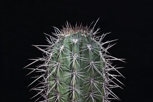 cactus sting prickly