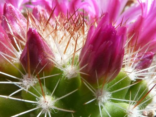 cactus flower buds spur