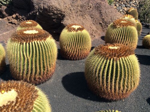 cactus lanzarote canary