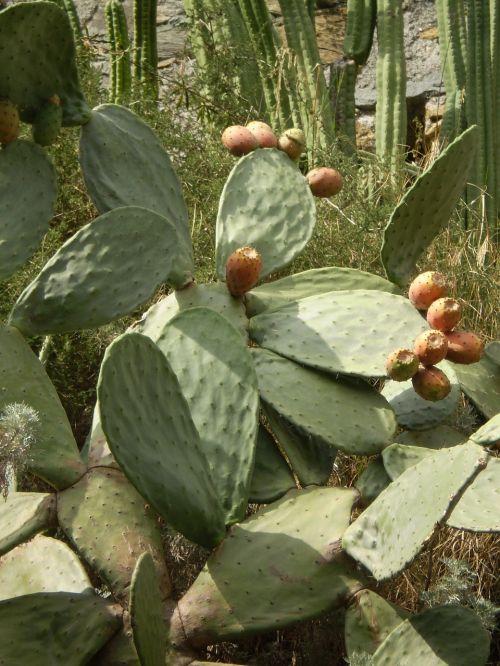 cactus south prickly