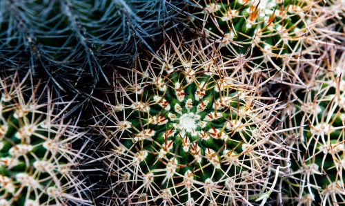 cactus desert botanical garden