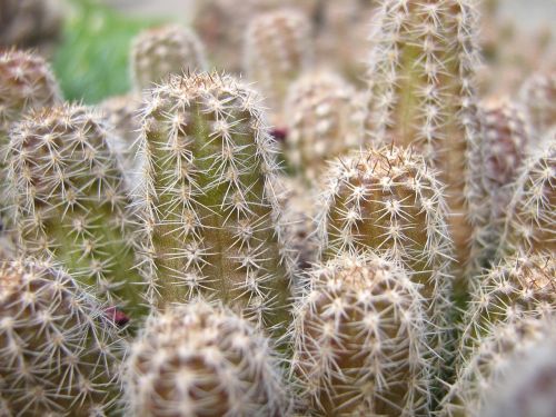 cactus plant spike