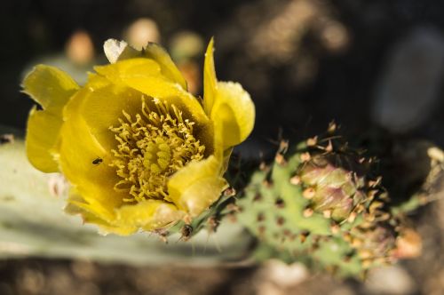 cactus prickly pear cactus flower
