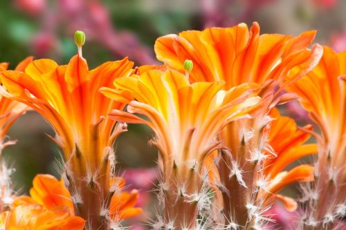 cactus blossom bloom