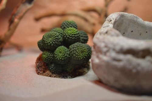 cactus desert green