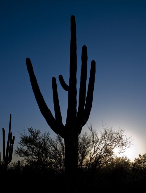 cactus saguaro silhouette