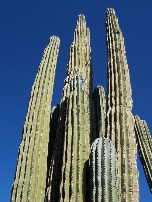 cactus desert arizona