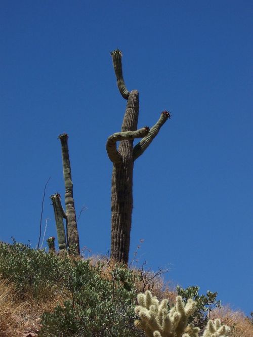 cactus saguaro nature