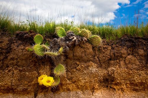 cactus flower nature