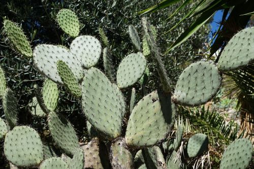 cactus green prickly
