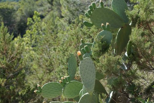 cactus green plant