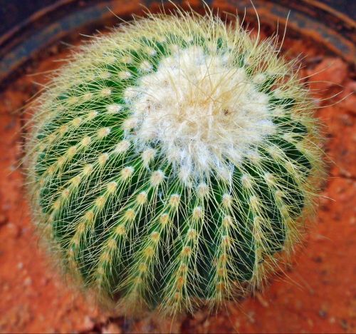 cactus plant garden