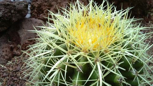 cactus garden nature