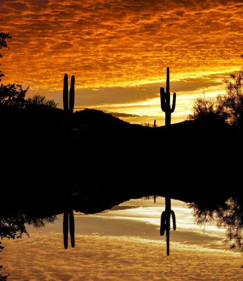 cactus sunset sky