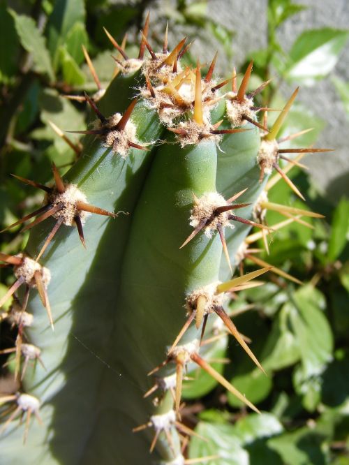 cactus cacti nature