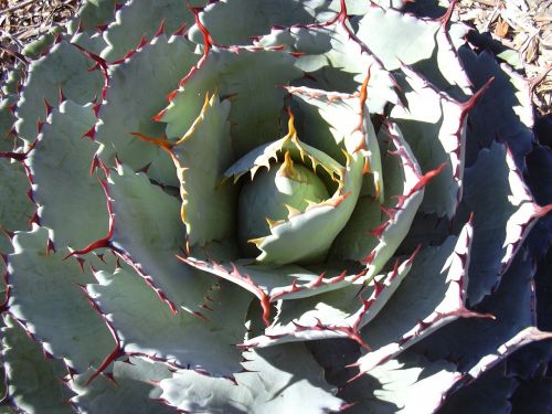 cactus flower plant