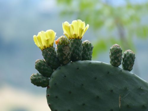 cactus blossom bloom