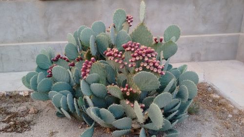 cactus thorns nature