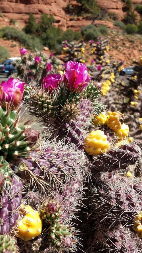 cactus flower desert