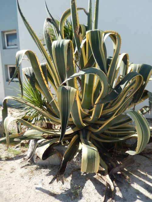 cactus nature plants