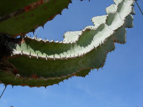 cactus plant spice