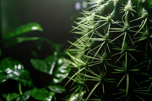 cactus thorn green