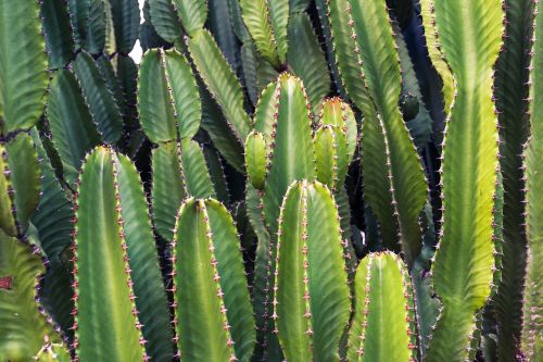 cactus cacti plants