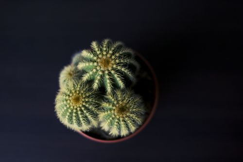 cactus plant green